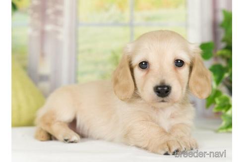 成約済の神奈川県のカニンヘンダックスフンド(ロングヘアード)-232941の3枚目