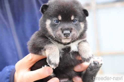 成約済の埼玉県の柴犬-232945