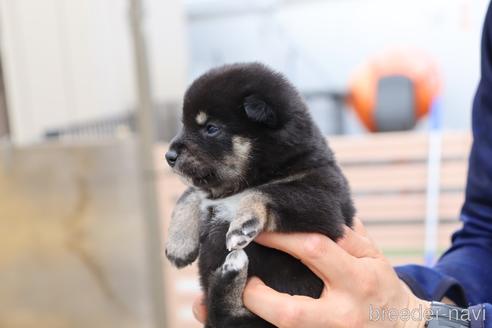 成約済の埼玉県の柴犬-232945の5枚目