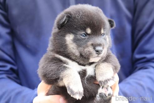 成約済の埼玉県の柴犬-232945の4枚目