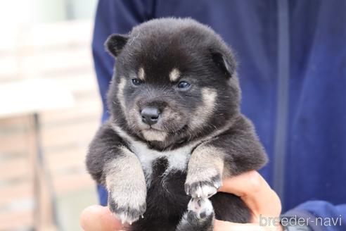 成約済の埼玉県の柴犬-232945の3枚目