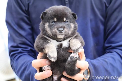 成約済の埼玉県の柴犬-232945の2枚目
