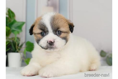 成約済の神奈川県のミックス犬-232943の2枚目