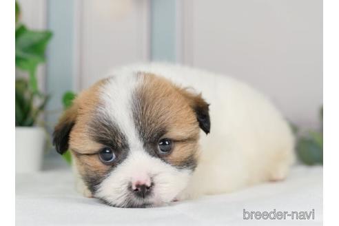 成約済の神奈川県のミックス犬-232943の3枚目