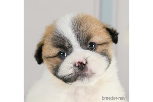 成約済の神奈川県のミックス犬-232943