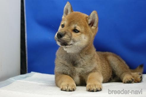 成約済の愛知県の柴犬-226868の3枚目