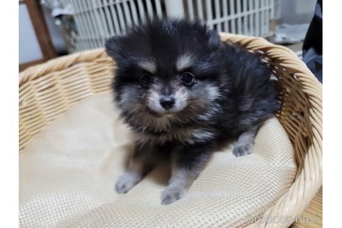 成約済の千葉県のポメチワ:ポメラニアン×チワワ-232717の1枚目