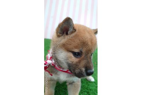 成約済の埼玉県の柴犬-228986の3枚目