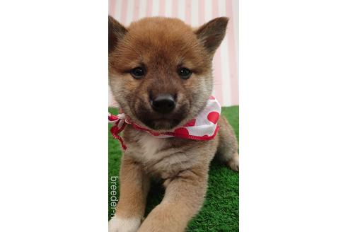 成約済の埼玉県の柴犬-228986の1枚目