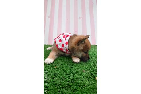 成約済の埼玉県の柴犬-228986の2枚目