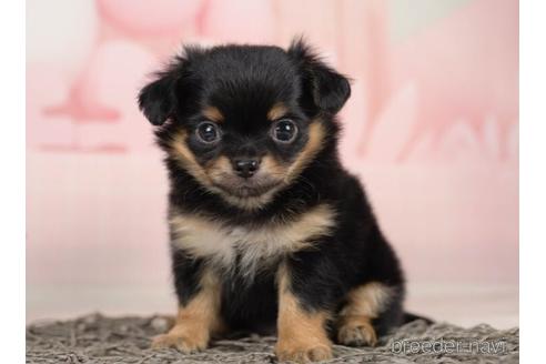 成約済の千葉県のチワワ(ロングコート)-233104の7枚目