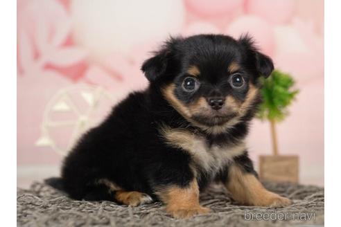 成約済の千葉県のチワワ(ロングコート)-233104の6枚目