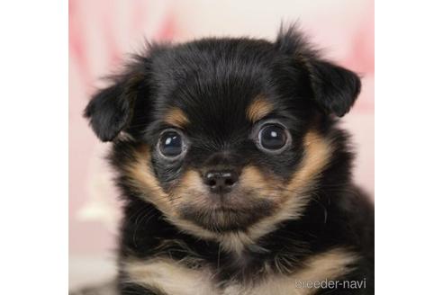 成約済の千葉県のチワワ(ロングコート)-233104の8枚目