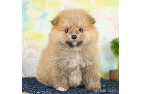 成約済の千葉県のポメラニアン-233106の3枚目