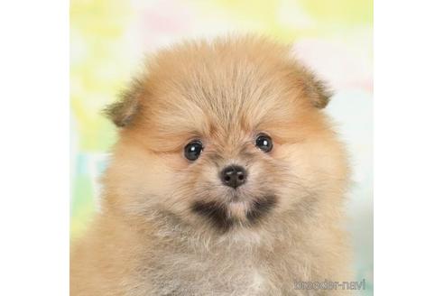 成約済の千葉県のポメラニアン-233106の1枚目