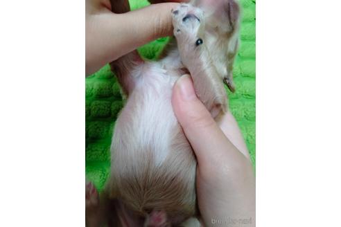 成約済の埼玉県のマルプー:マルチーズ×トイプードル-233114の18枚目