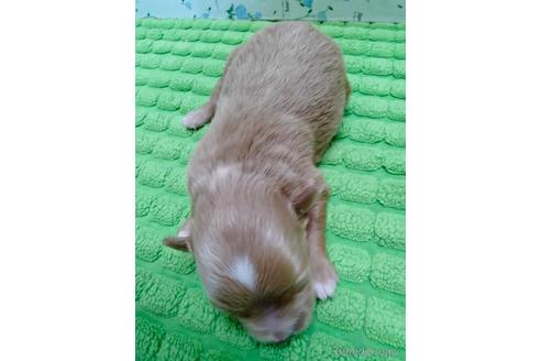成約済の埼玉県のマルプー:マルチーズ×トイプードル-233116の9枚目