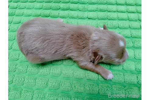 成約済の埼玉県のマルプー:マルチーズ×トイプードル-233116の7枚目