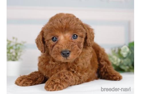 成約済の神奈川県のトイプードル-233115の4枚目