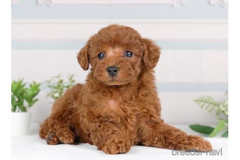 成約済の神奈川県のトイプードル-233115の2枚目