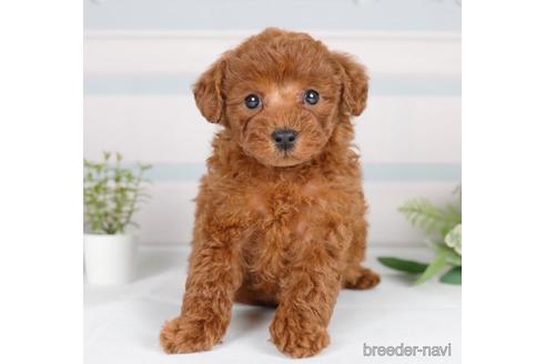 成約済の神奈川県のトイプードル-233115の3枚目