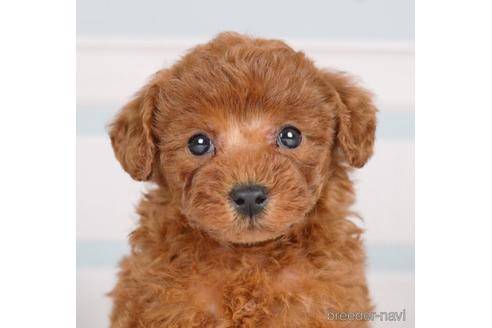 成約済の神奈川県のトイプードル-233115の1枚目