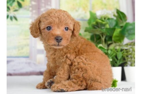 成約済の神奈川県のトイプードル-233117の5枚目