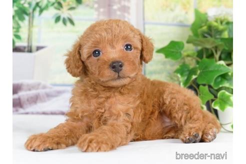 成約済の神奈川県のトイプードル-233117の4枚目