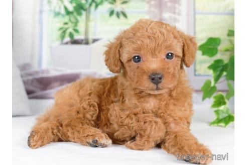 成約済の神奈川県のトイプードル-233117の2枚目