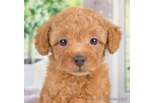 成約済の神奈川県のトイプードル-233117の1枚目