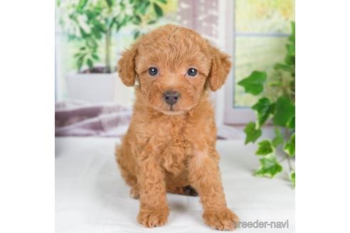 成約済の神奈川県のトイプードル-233117の3枚目