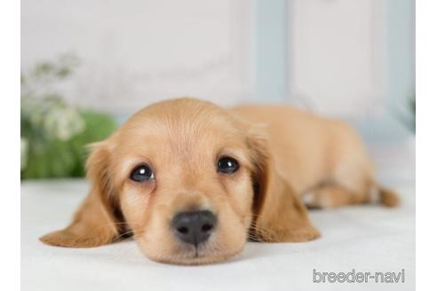 成約済の神奈川県のカニンヘンダックスフンド(ロングヘアード)-233121の2枚目