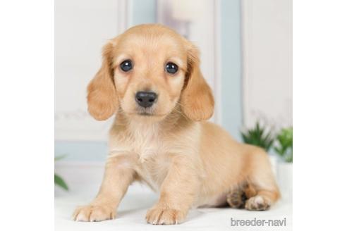 成約済の神奈川県のカニンヘンダックスフンド(ロングヘアード)-233121の4枚目