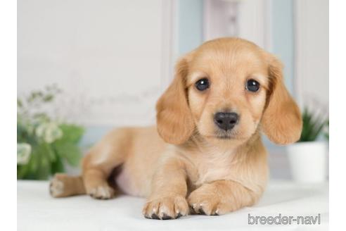 成約済の神奈川県のカニンヘンダックスフンド(ロングヘアード)-233121の3枚目