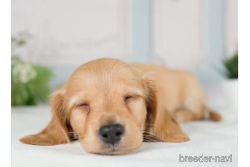 成約済の神奈川県のカニンヘンダックスフンド(ロングヘアード)-233121の5枚目