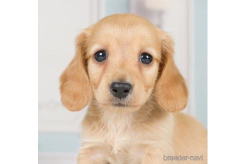 成約済の神奈川県のカニンヘンダックスフンド(ロングヘアード)-233121の1枚目