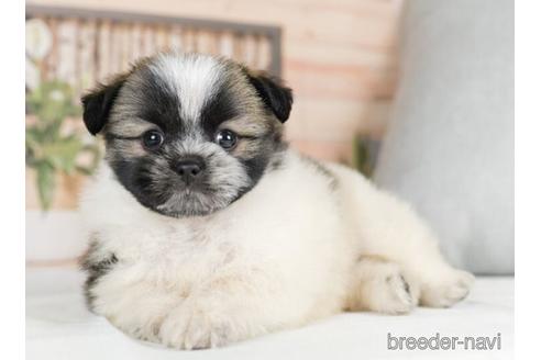 成約済の神奈川県のミックス犬-233126の2枚目