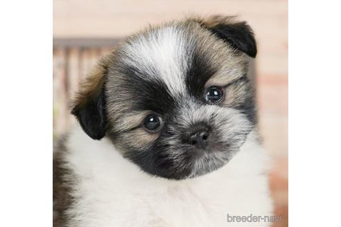 成約済の神奈川県のミックス犬-233126の1枚目