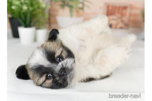 成約済の神奈川県のミックス犬-233126の3枚目