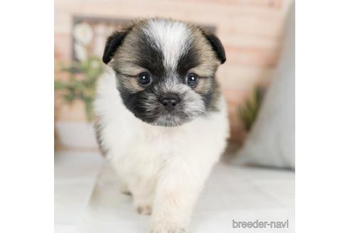 成約済の神奈川県のミックス犬-233126の4枚目