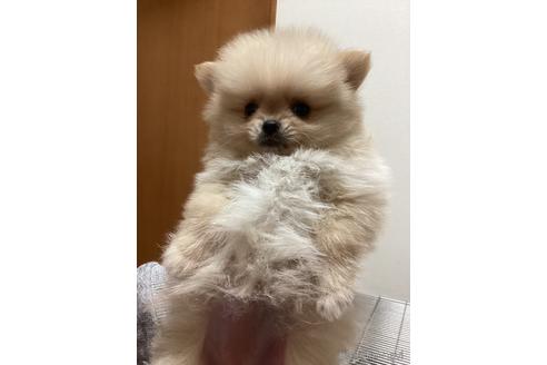 成約済の千葉県のポメラニアン-229353の6枚目