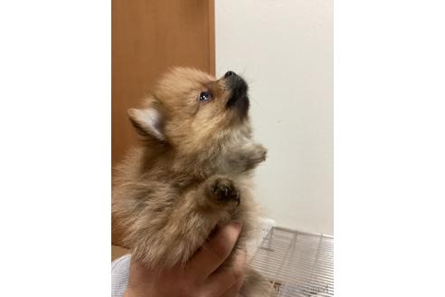 成約済の千葉県のポメラニアン-229360の28枚目