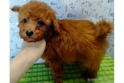 成約済の埼玉県のトイプードル-231716の16枚目