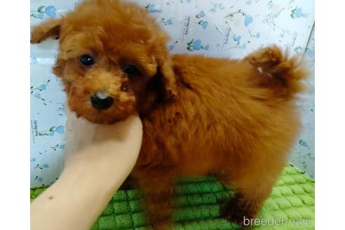 成約済の埼玉県のトイプードル-231716の15枚目