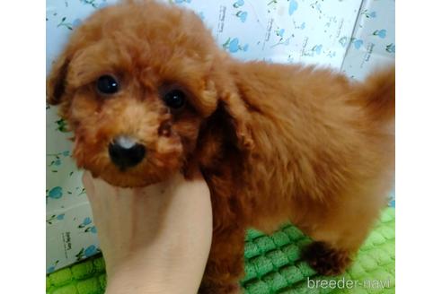 成約済の埼玉県のトイプードル-231716の14枚目