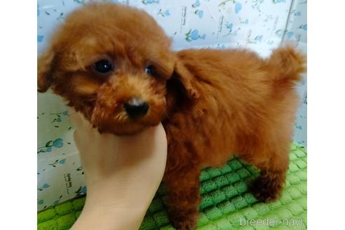 成約済の埼玉県のトイプードル-231716の13枚目