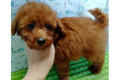 成約済の埼玉県のトイプードル-231716の12枚目