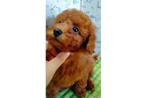 成約済の埼玉県のトイプードル-231716の11枚目