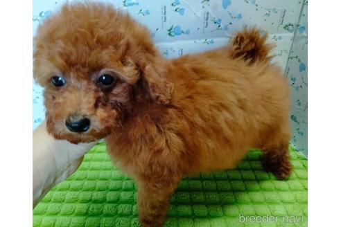 成約済の埼玉県のトイプードル-231716の9枚目