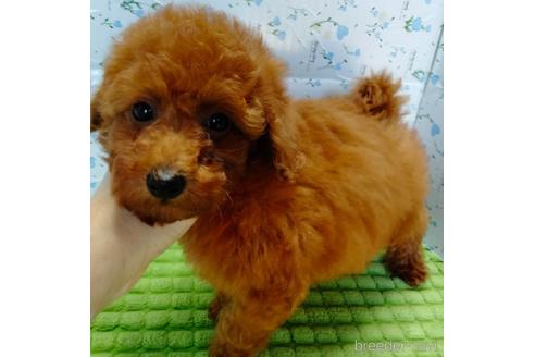 成約済の埼玉県のトイプードル-231716の8枚目